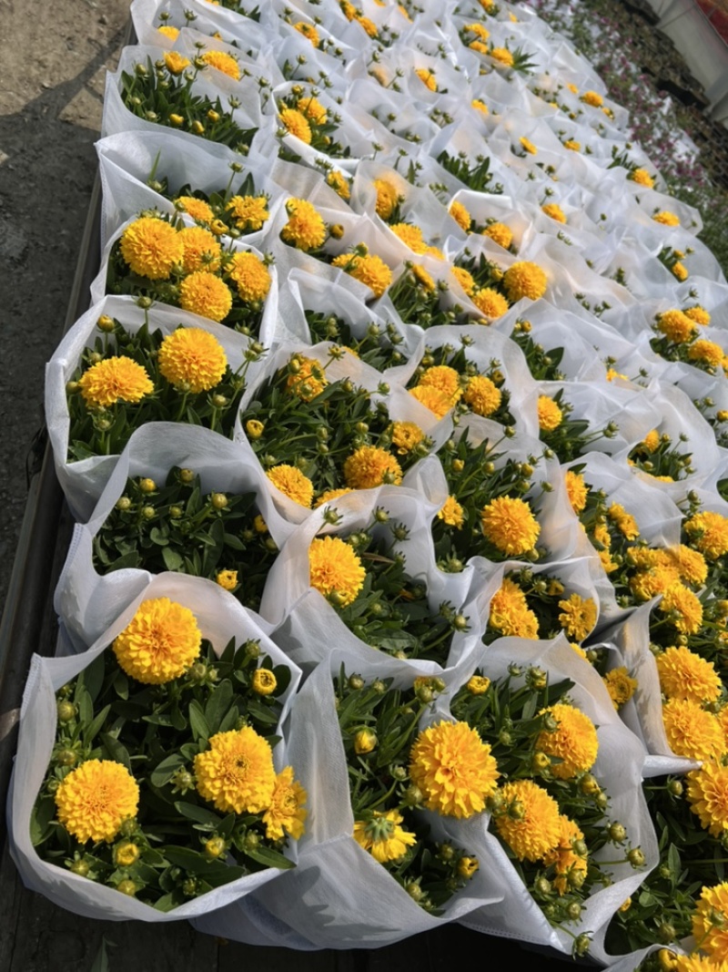 1加仑大花金鸡菊盆栽基地现货大量上市。量大从优