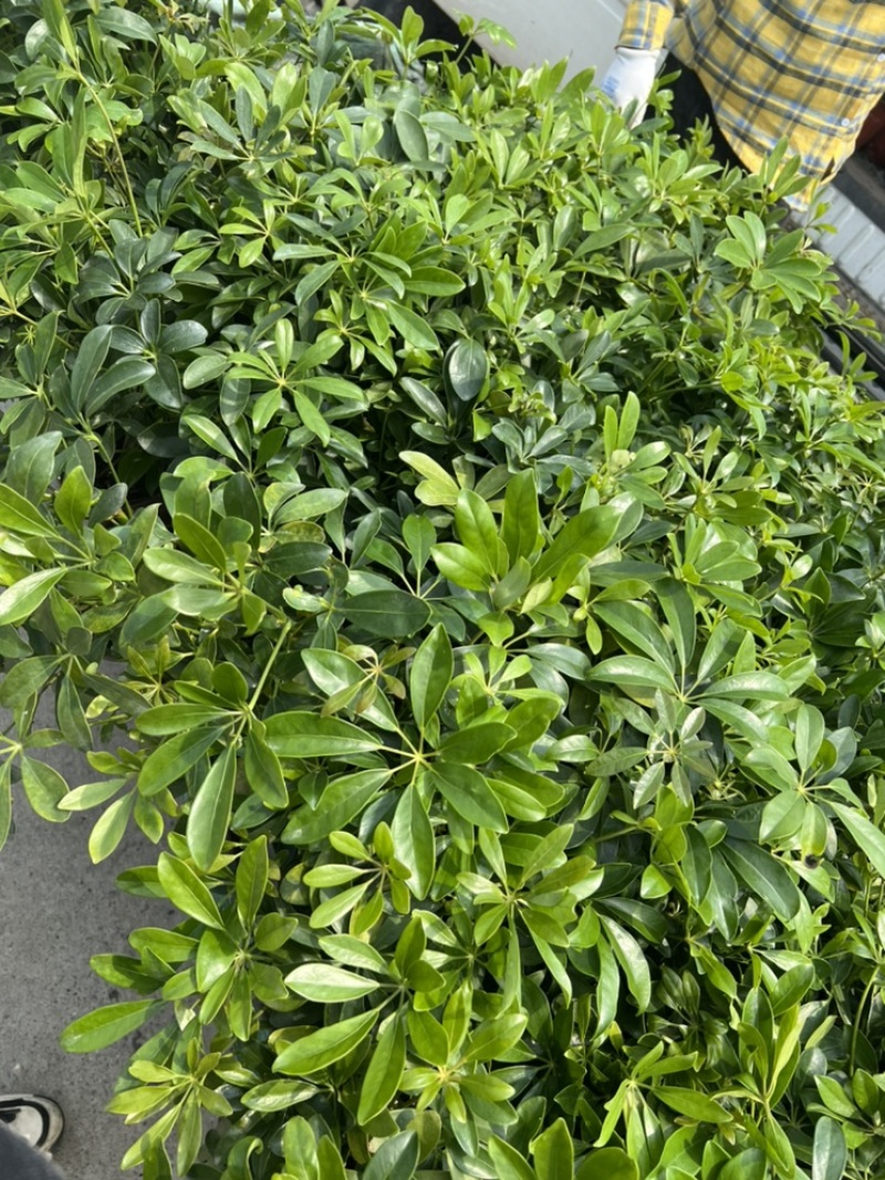 基地大量出售重瓣太阳花盆栽量大私聊