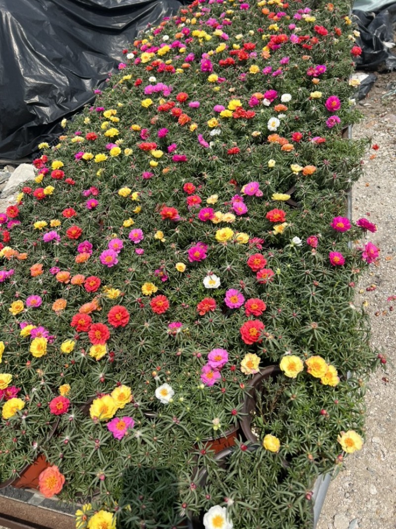 基地大量出售重瓣太阳花盆栽量大私聊