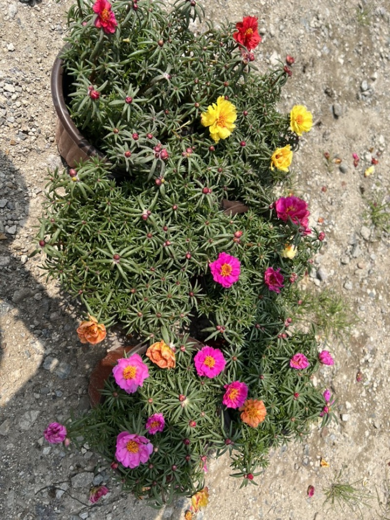 基地大量出售重瓣太阳花盆栽量大私聊