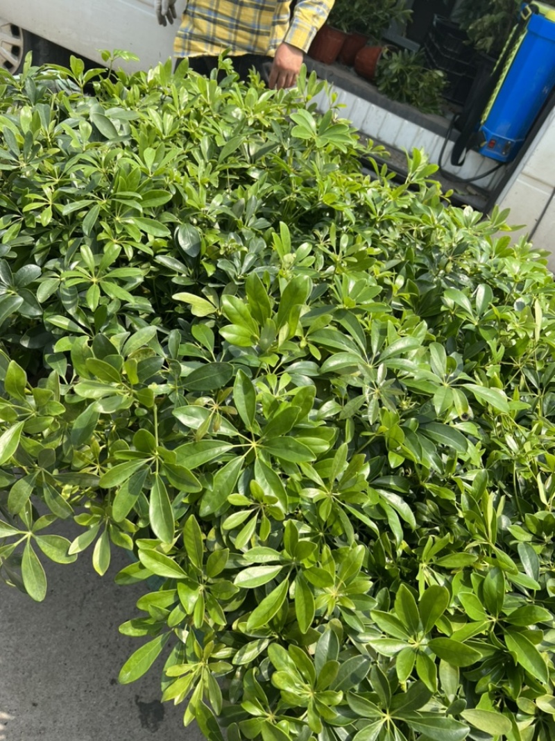 基地大量出售重瓣太阳花盆栽量大私聊