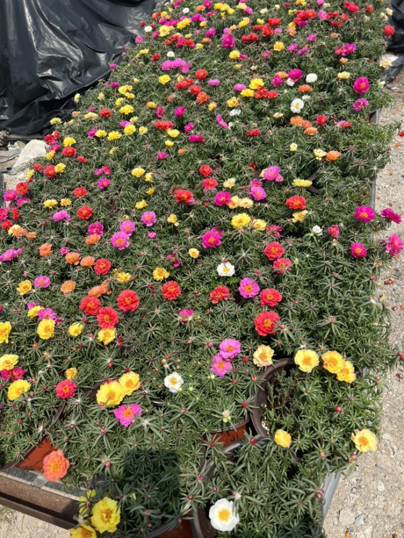 基地大量出售重瓣太阳花盆栽量大私聊