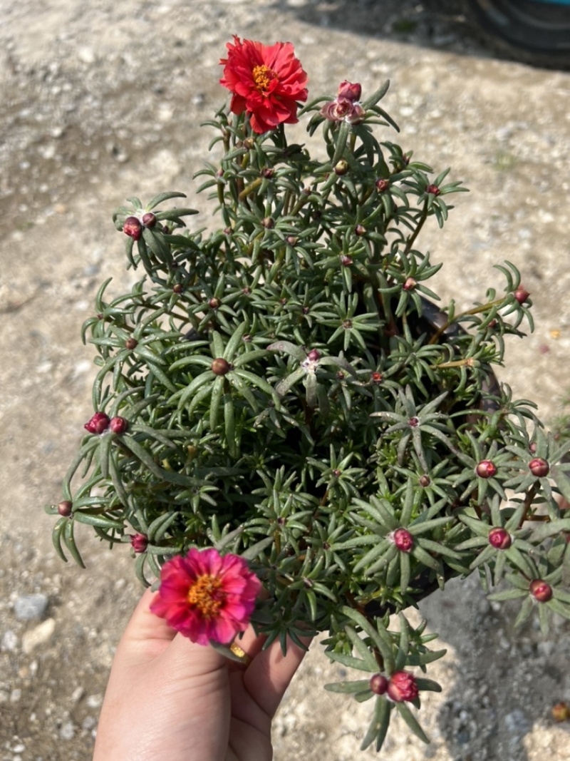 基地大量出售重瓣太阳花盆栽量大私聊