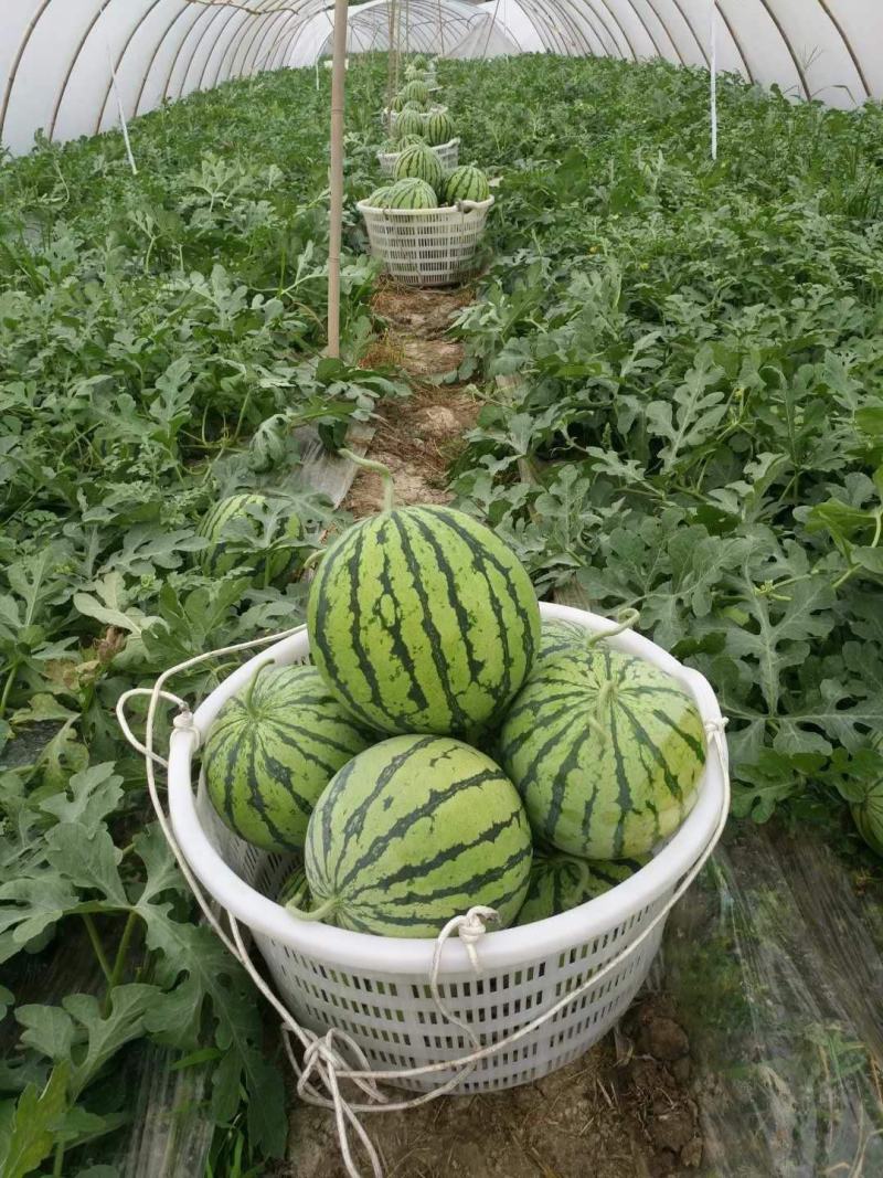 本地大棚美都西瓜