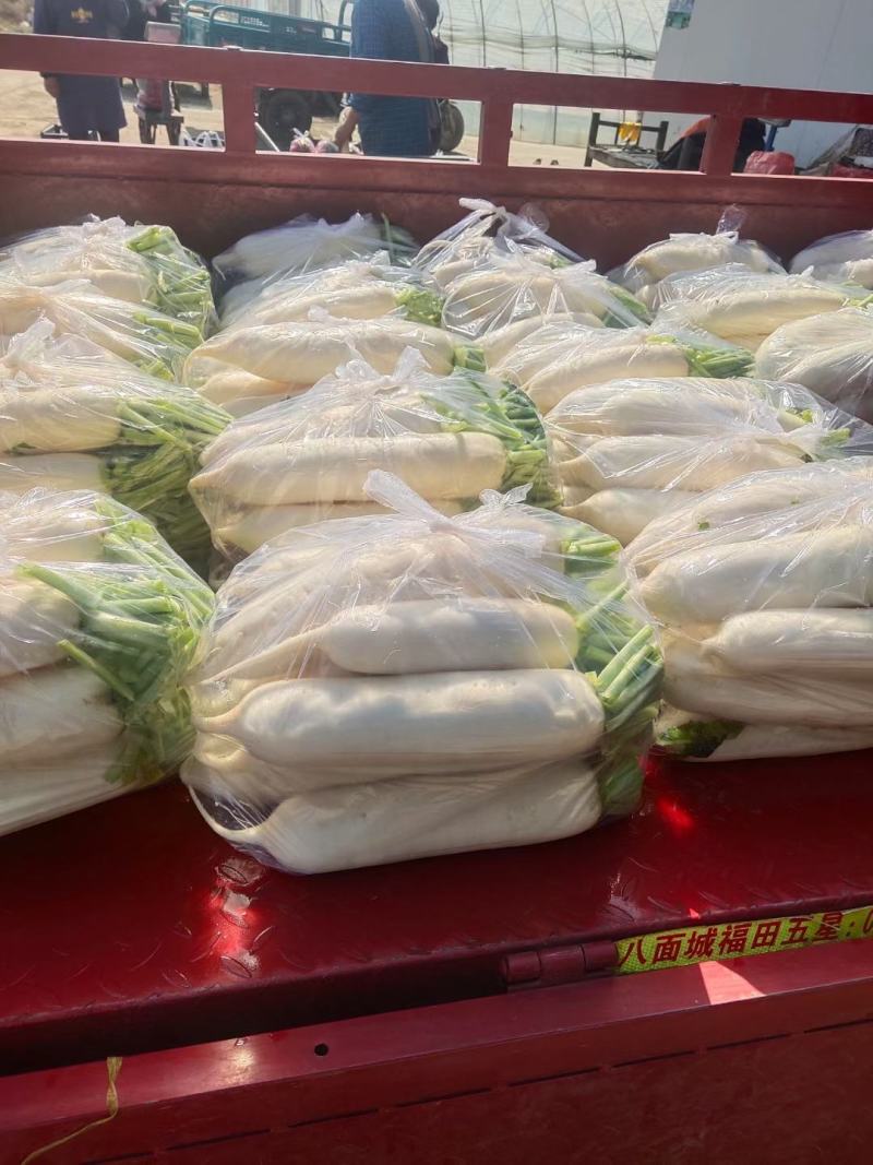 白萝卜，量大从优