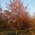 娜塔栎15公分18公分20公分22公分25公分30公分