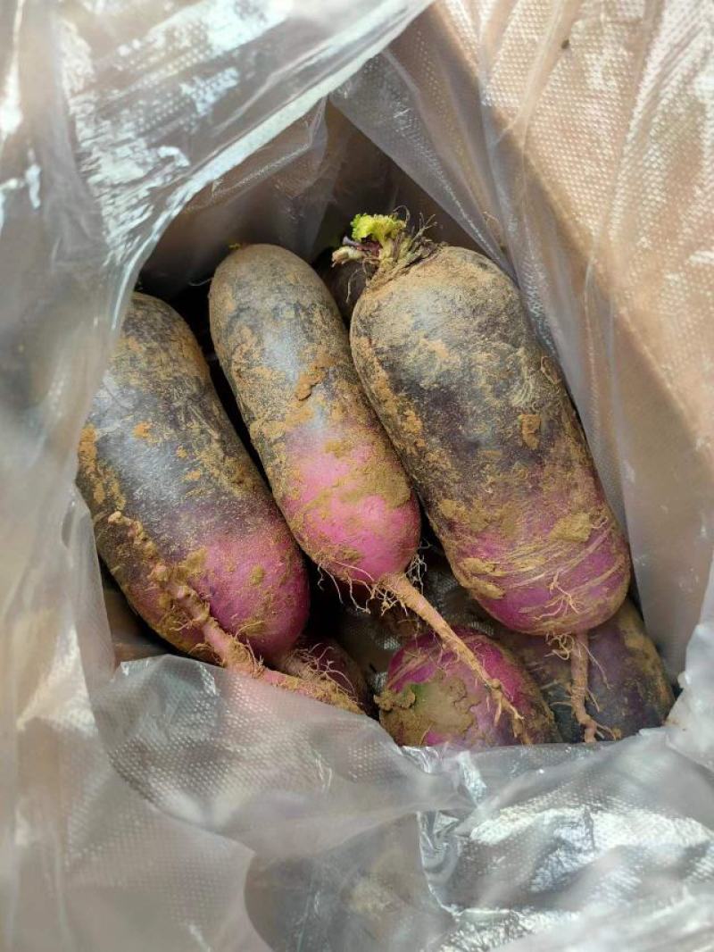 精品冰激罗卜
