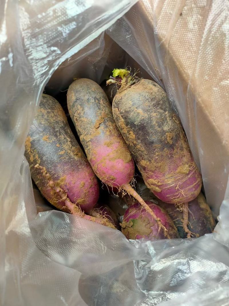 精品冰激罗卜