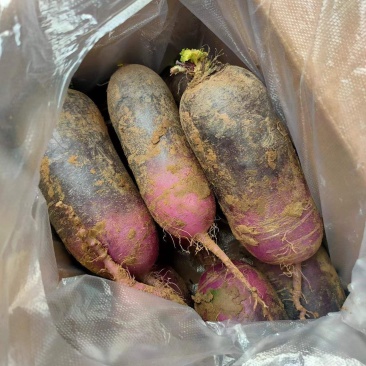 精品冰激罗卜