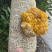 金耳菌菌包大量出售，厂家直销