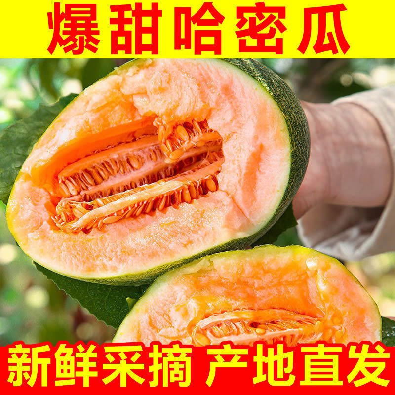 【热销新疆海南小蜜25哈密瓜红到皮甜度高全国代发