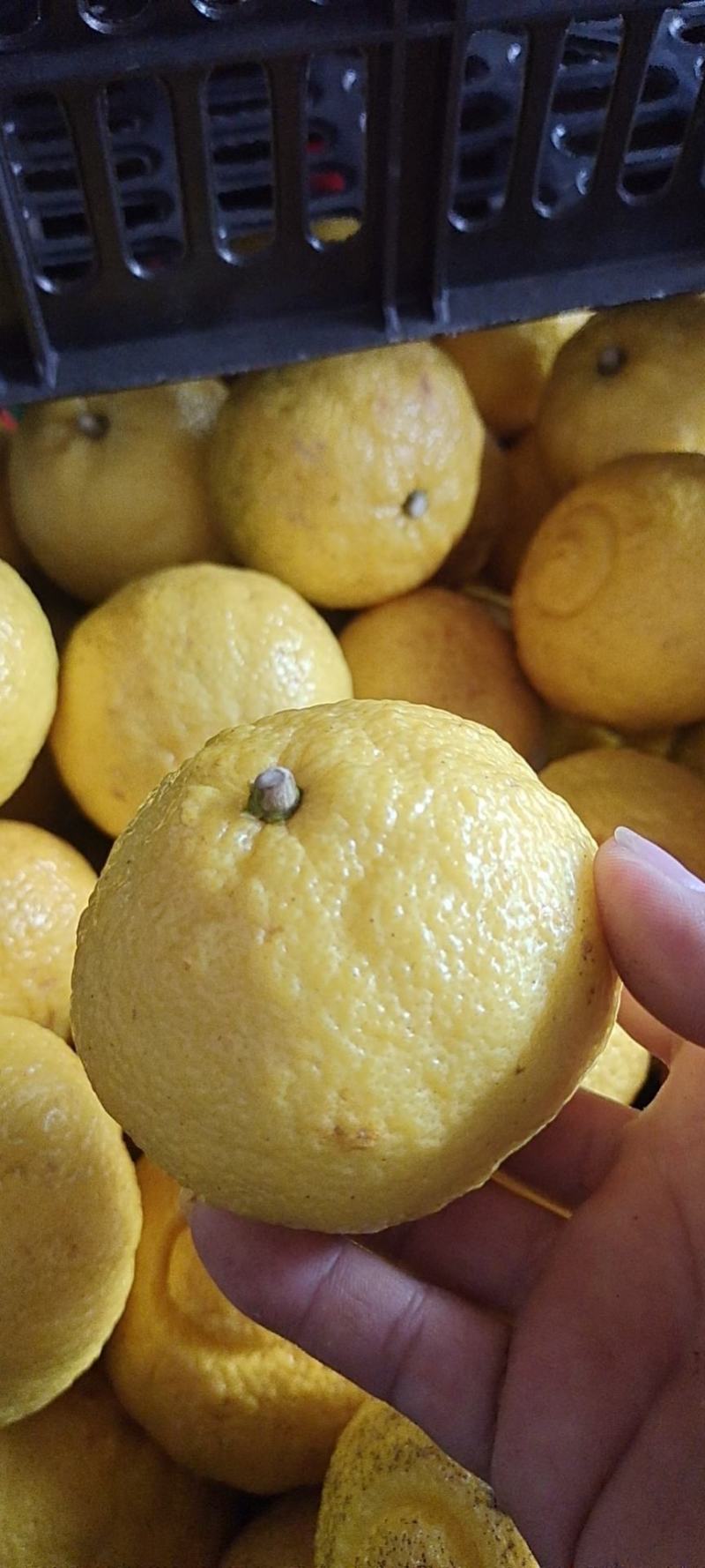 优质黄金贡柚