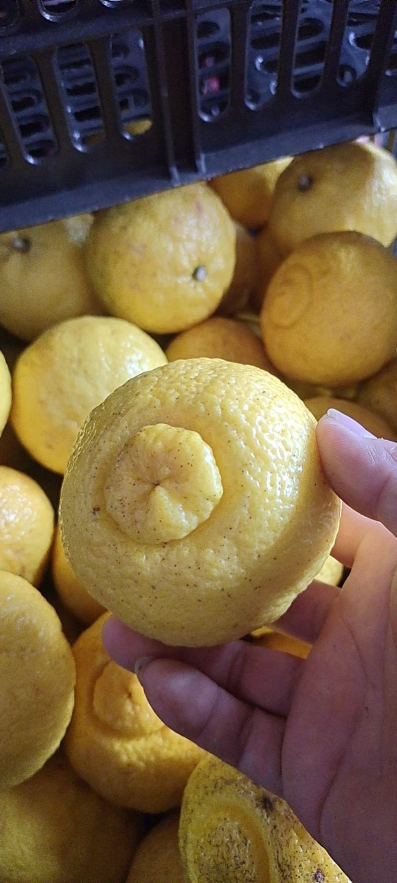 优质黄金贡柚