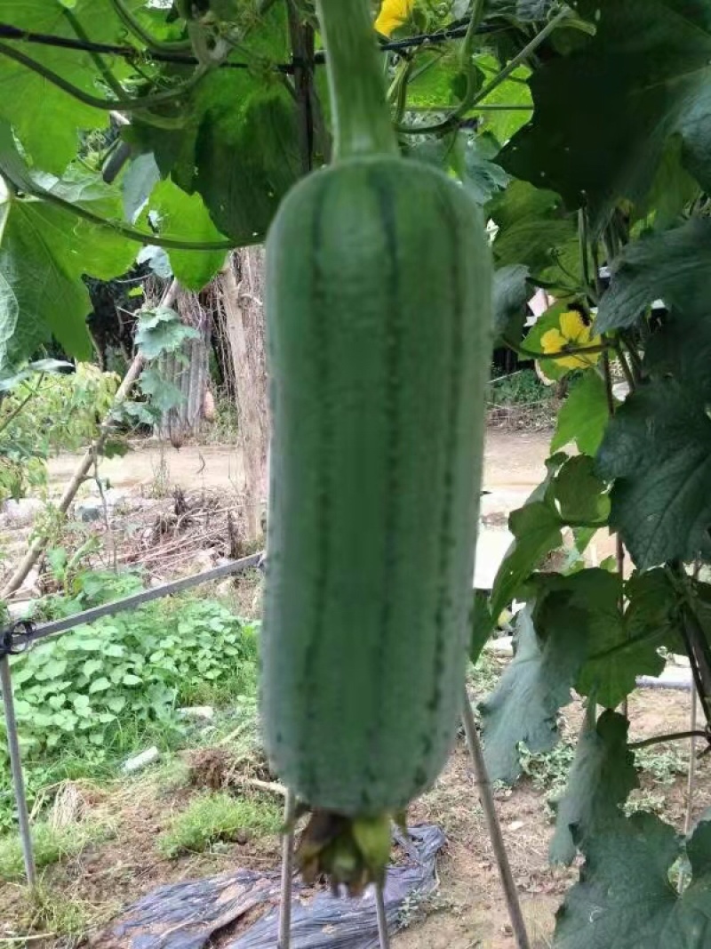 台湾肉丝瓜，品质保证，货真价实，有需要的朋友可以联系我