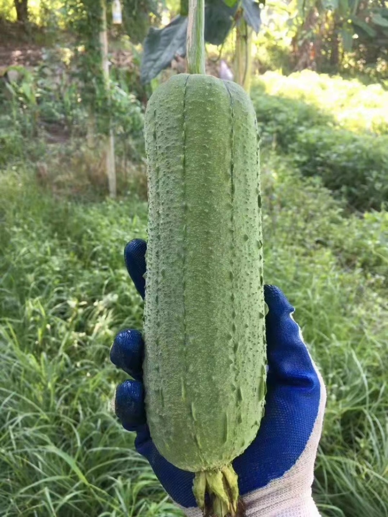台湾肉丝瓜，品质保证，货真价实，有需要的朋友可以联系我