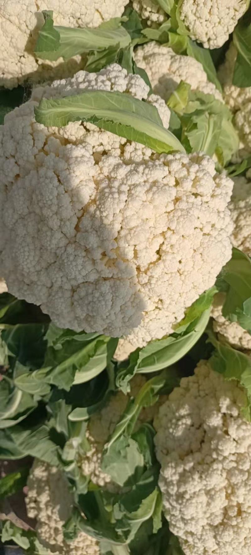 小米青梗有机花大量上市，保质保量，大量供货，提供各种包装