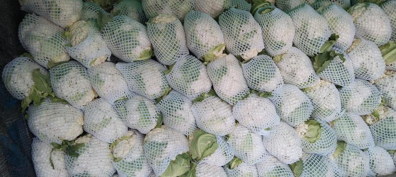 小米青梗有机花大量上市，保质保量，大量供货，提供各种包装