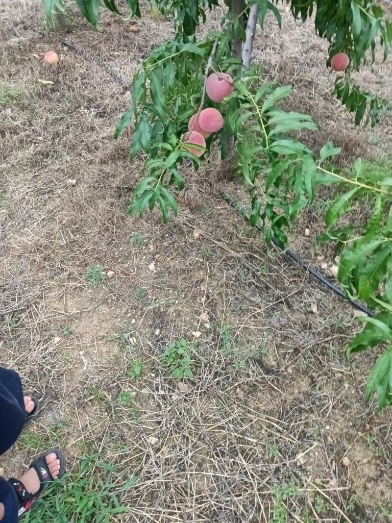 秋彤桃子，个头大，甜，脆，离核，颜色漂亮，预售……