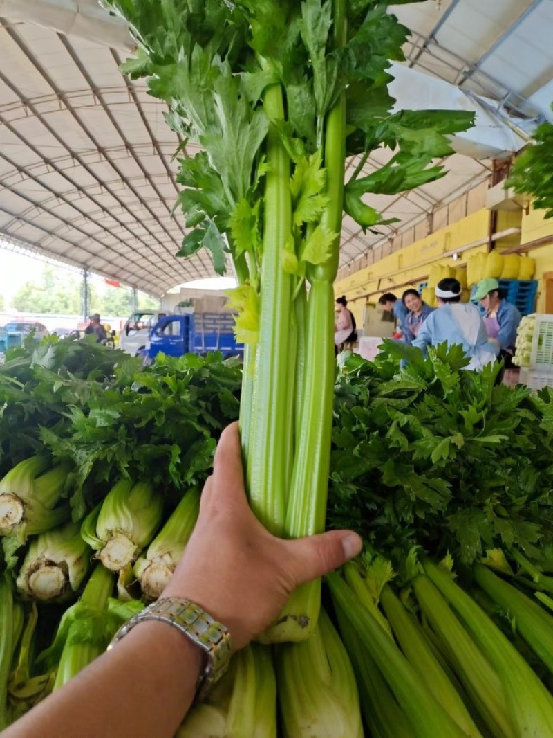 甘肃兰州高原夏菜即将上市