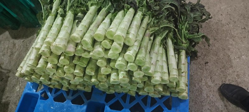 甘肃兰州高原夏菜即将上市