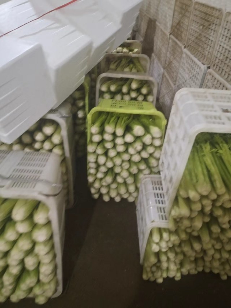 甘肃兰州高原夏菜即将上市