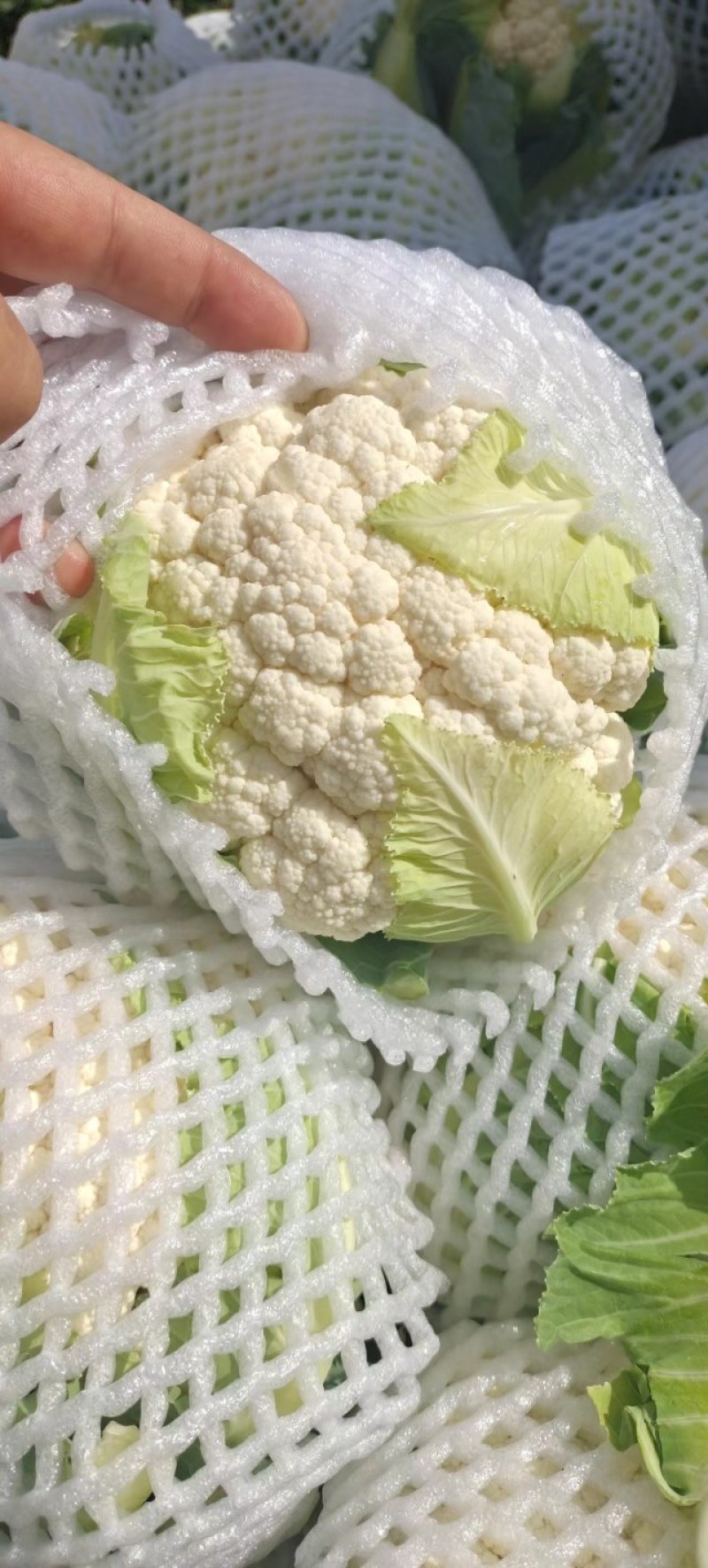 甘肃兰州高原夏菜即将上市