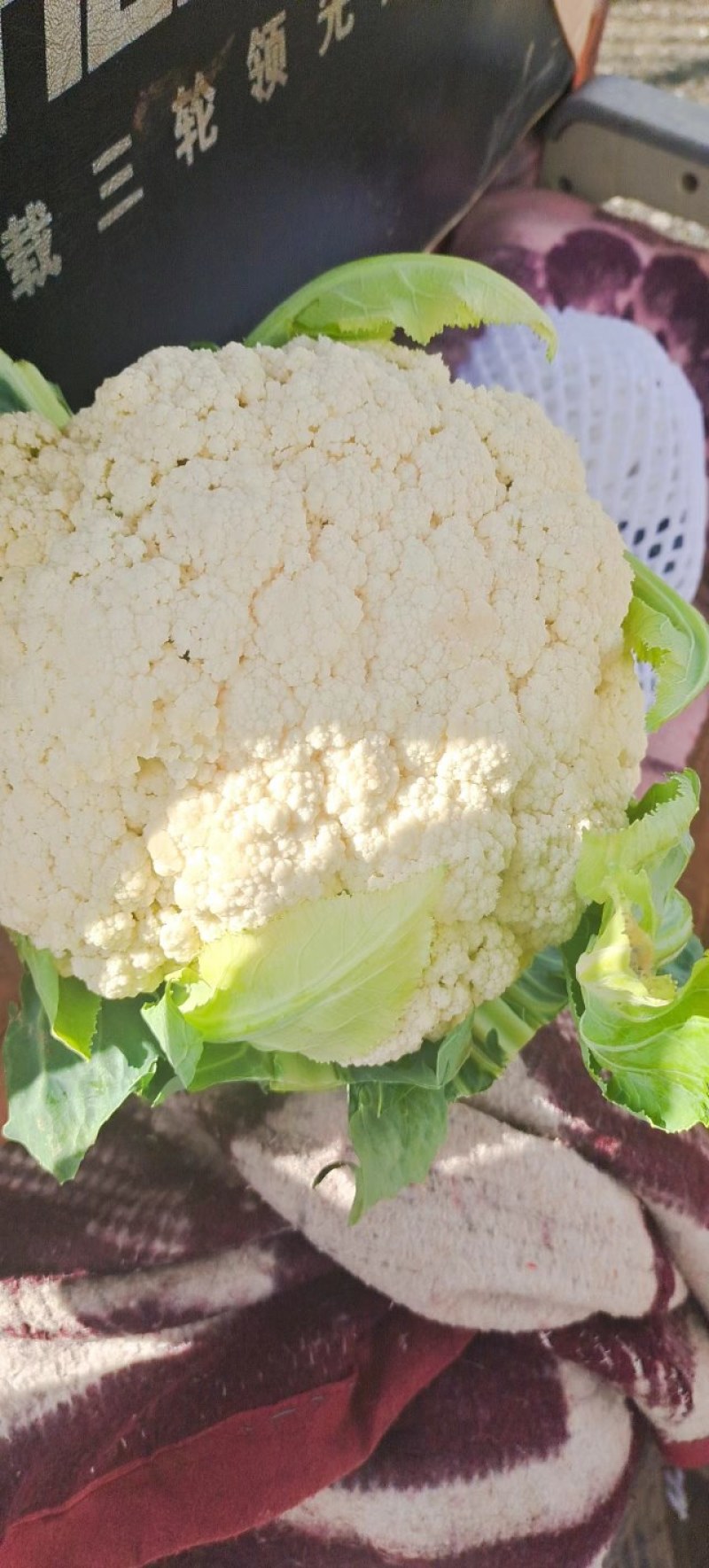 甘肃兰州高原夏菜即将上市