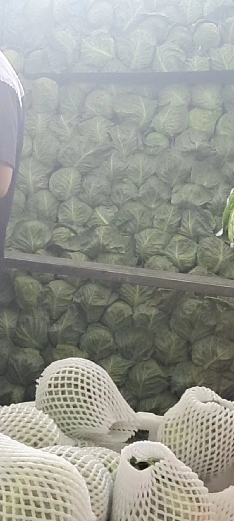 甘肃兰州高原夏菜即将上市