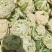甘肃兰州高原夏菜即将上市