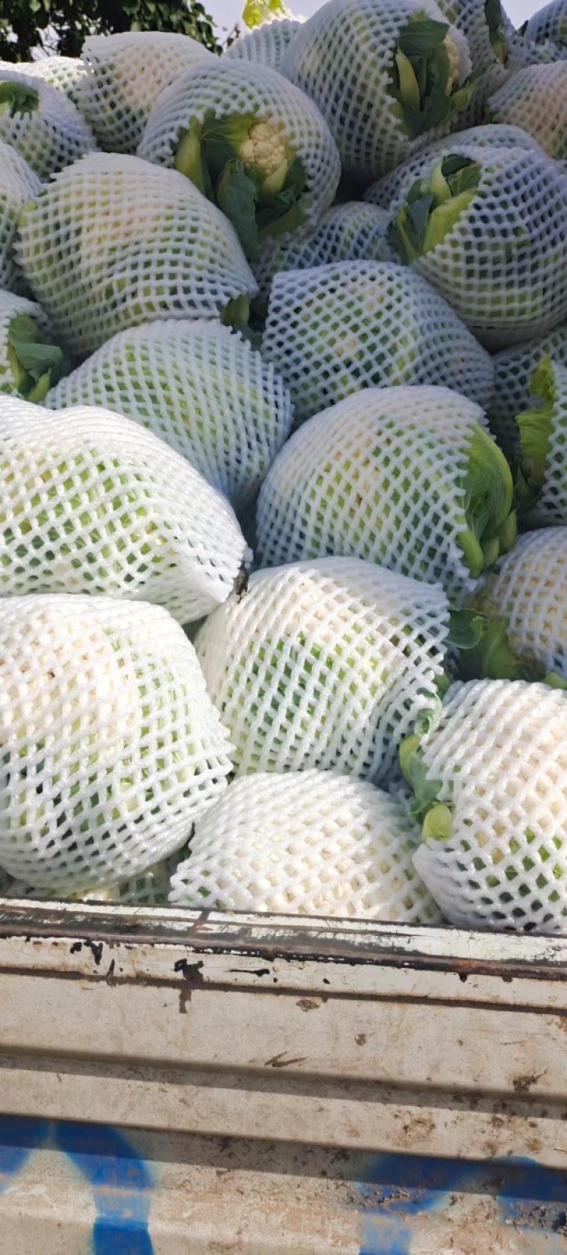 甘肃兰州高原夏菜即将上市