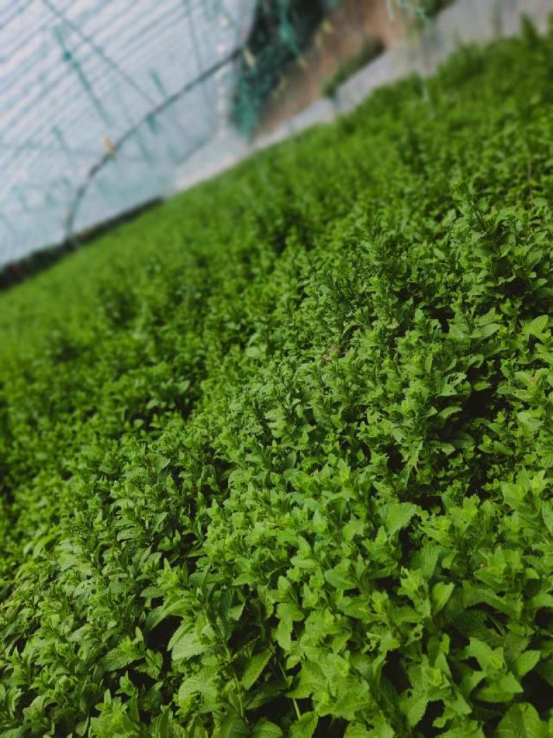 山东金宝莱合社薄荷基地量大供应