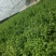 山东金宝莱合社薄荷基地量大供应