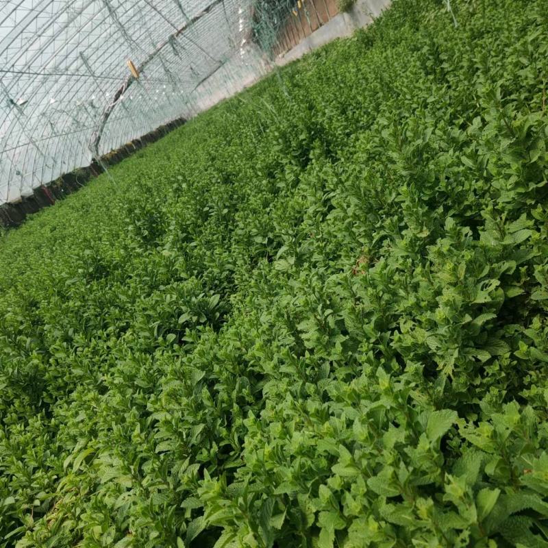 山东金宝莱合社薄荷基地量大供应