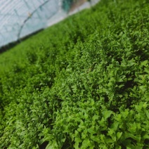 山东金宝莱合社薄荷基地量大供应