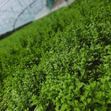 山东金宝莱合社薄荷基地量大供应