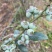 云南高山蓝莓基地蓝莓丰产一天1000斤