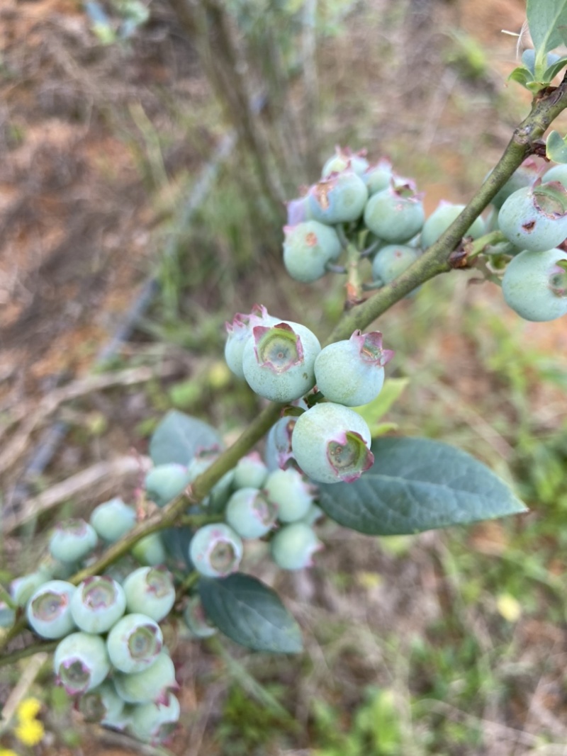 云南高山蓝莓基地蓝莓丰产一天1000斤