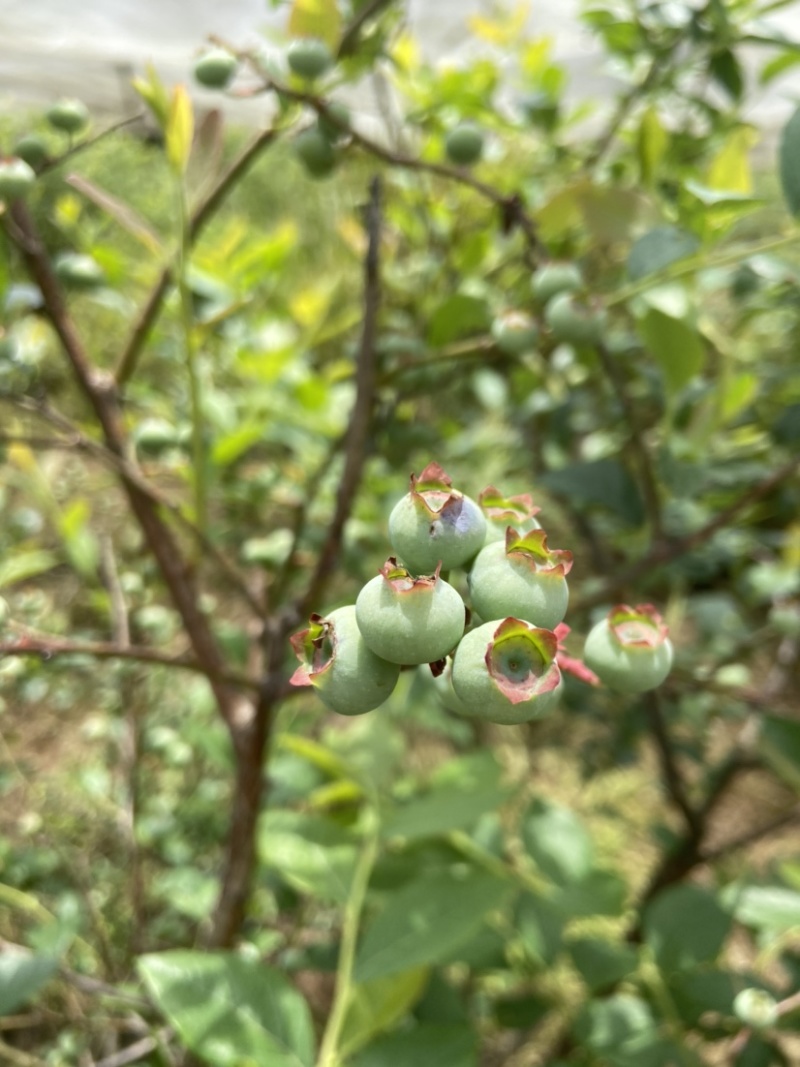 云南高山蓝莓基地蓝莓丰产一天1000斤