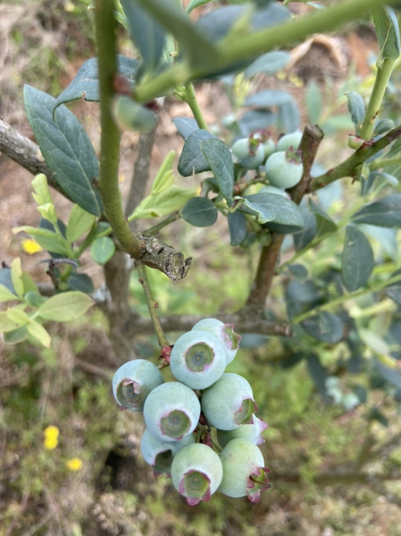 云南高山蓝莓基地蓝莓丰产一天1000斤