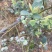 云南高山蓝莓基地蓝莓丰产一天1000斤