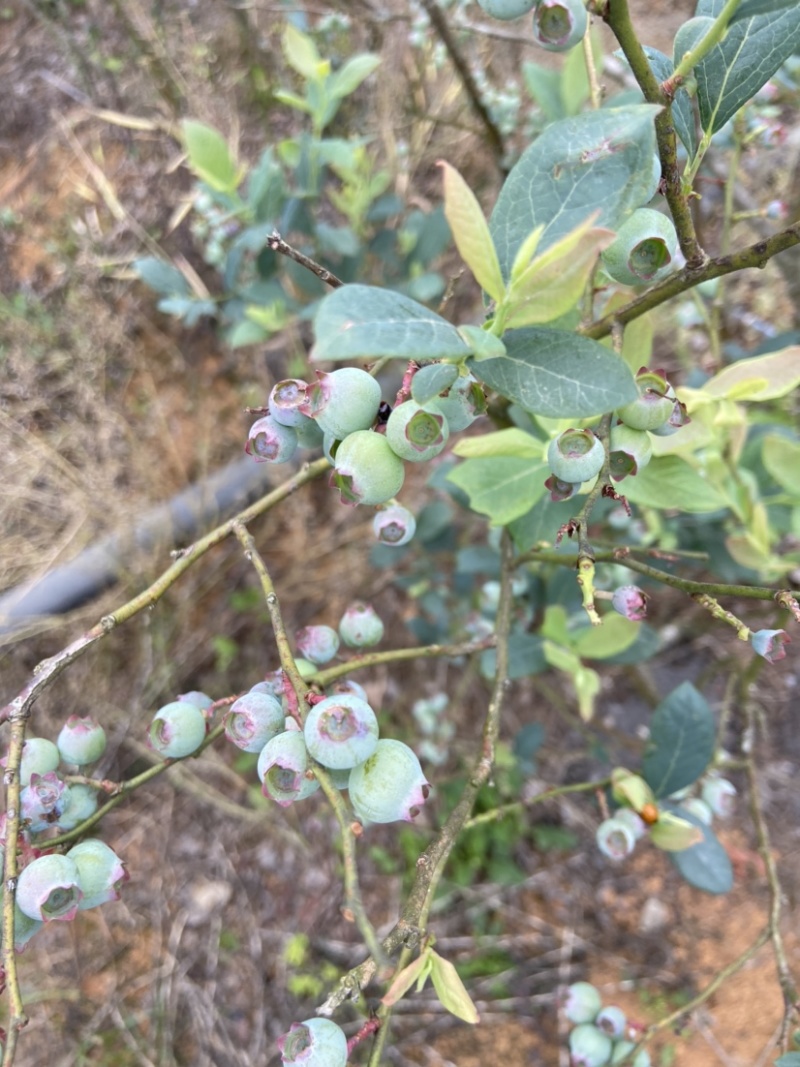 云南高山蓝莓基地蓝莓丰产一天1000斤