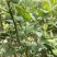 云南高山蓝莓基地蓝莓丰产一天1000斤