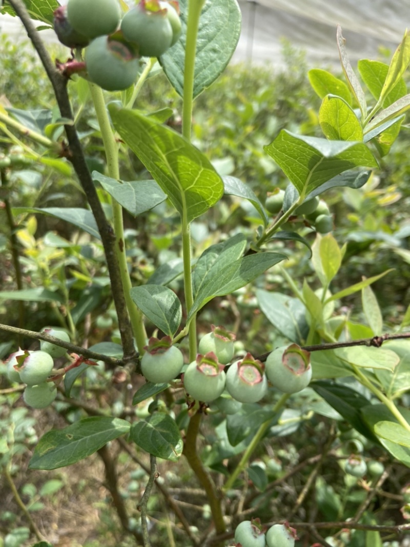 云南高山蓝莓基地蓝莓丰产一天1000斤