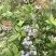 云南高山蓝莓基地蓝莓丰产一天1000斤