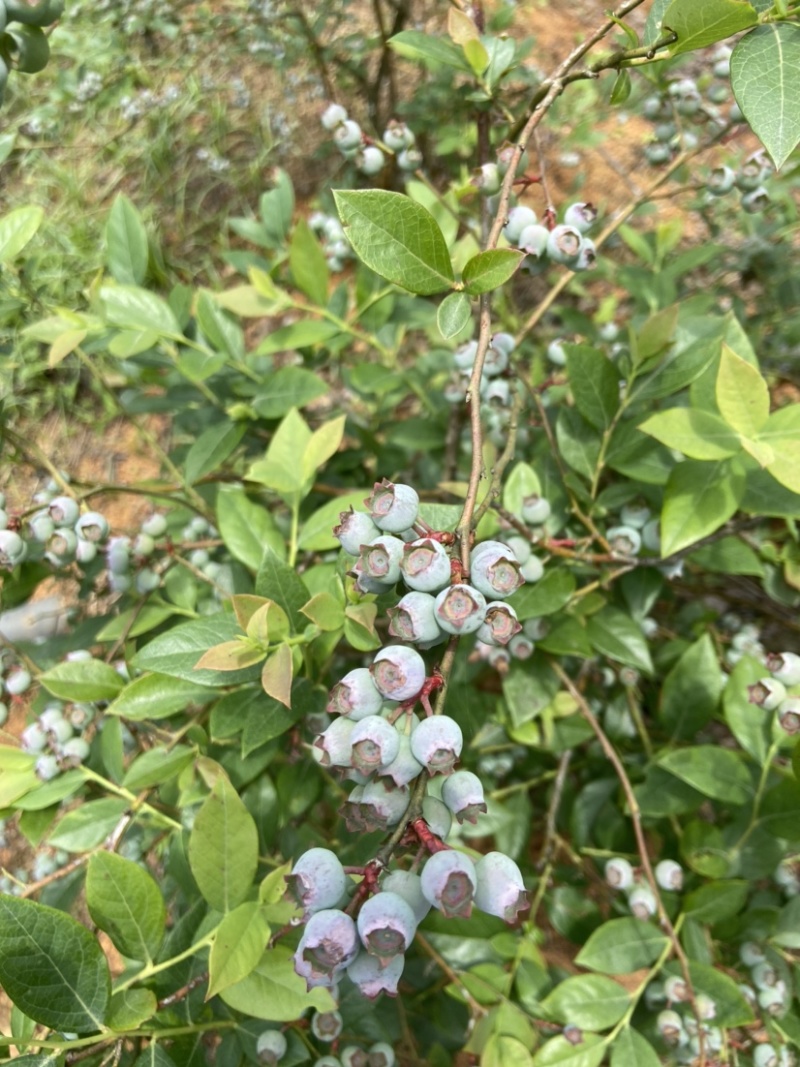 云南高山蓝莓基地蓝莓丰产一天1000斤