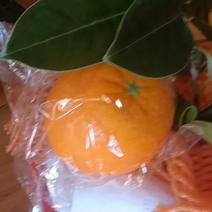 农民自种的血橙相似橙应季水果，新鲜5斤为—件包邮。