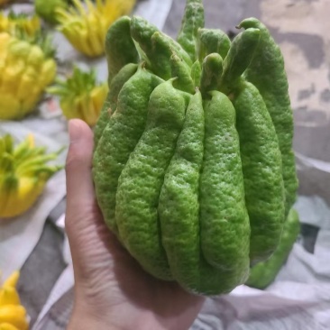 云南新鲜佛手黄佛手绿佛手观赏佛手现采现发