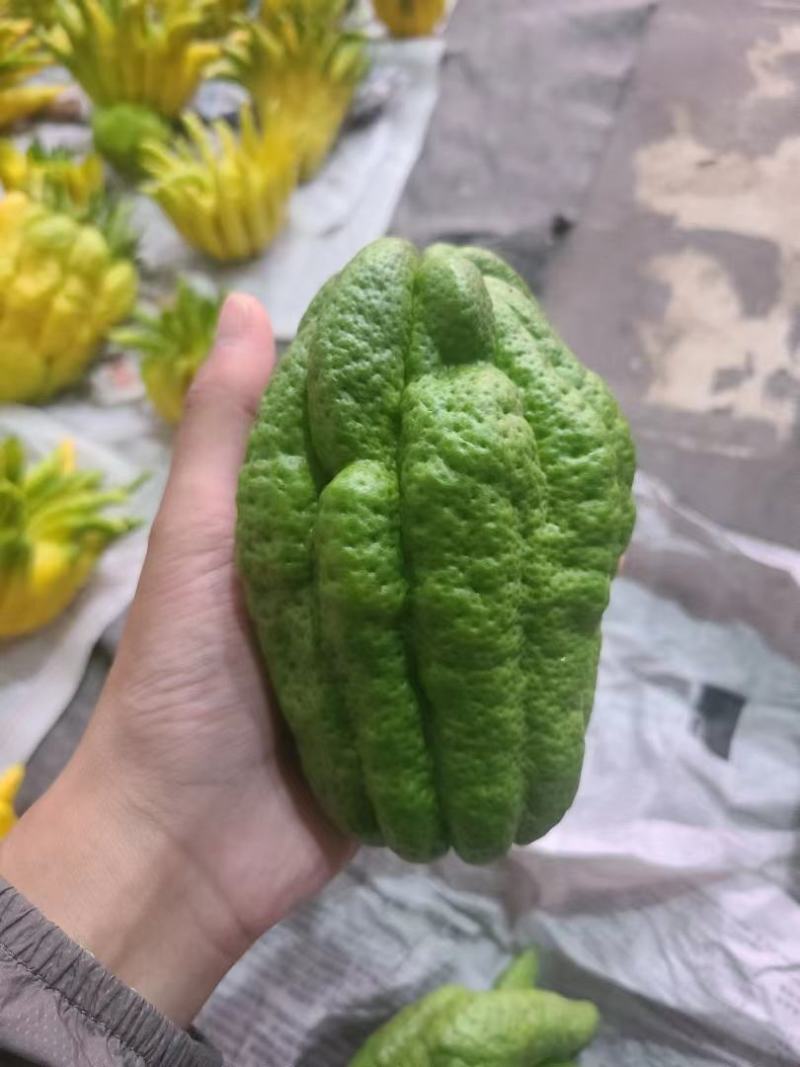 云南新鲜佛手黄佛手绿佛手观赏佛手现采现发