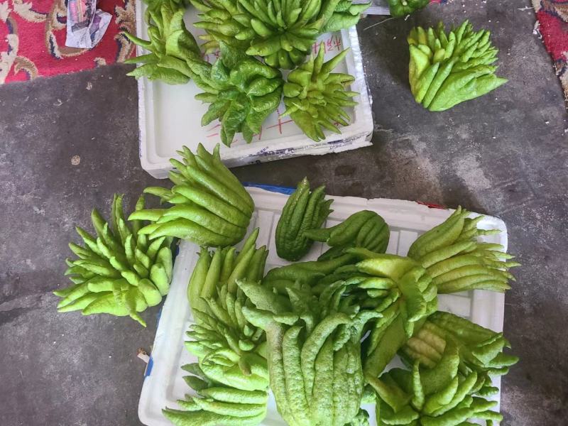 云南新鲜佛手黄佛手绿佛手观赏佛手现采现发