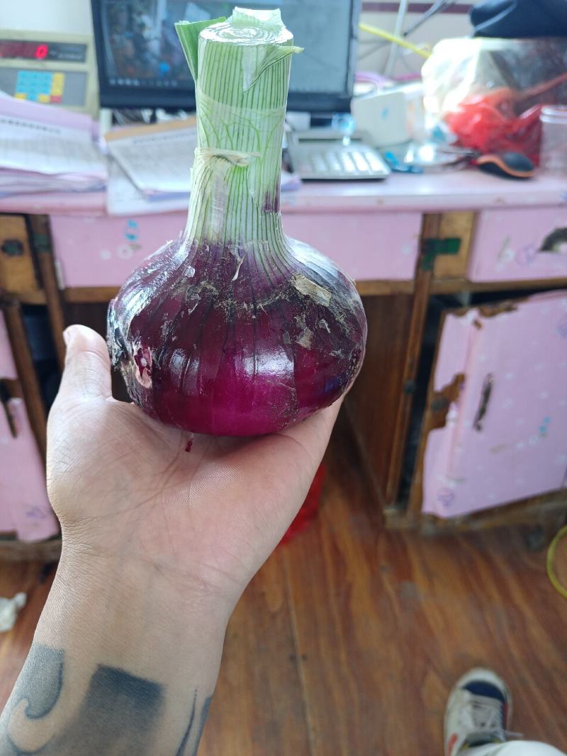 山东郯城红花红皮洋葱现货出售储存时间长囤菜必备蔬菜
